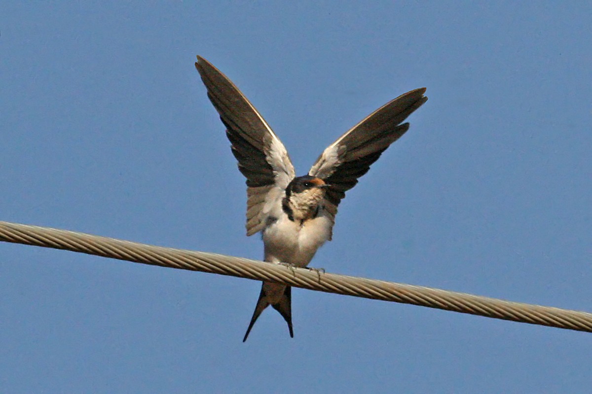 Ethiopian Swallow - ML639630032