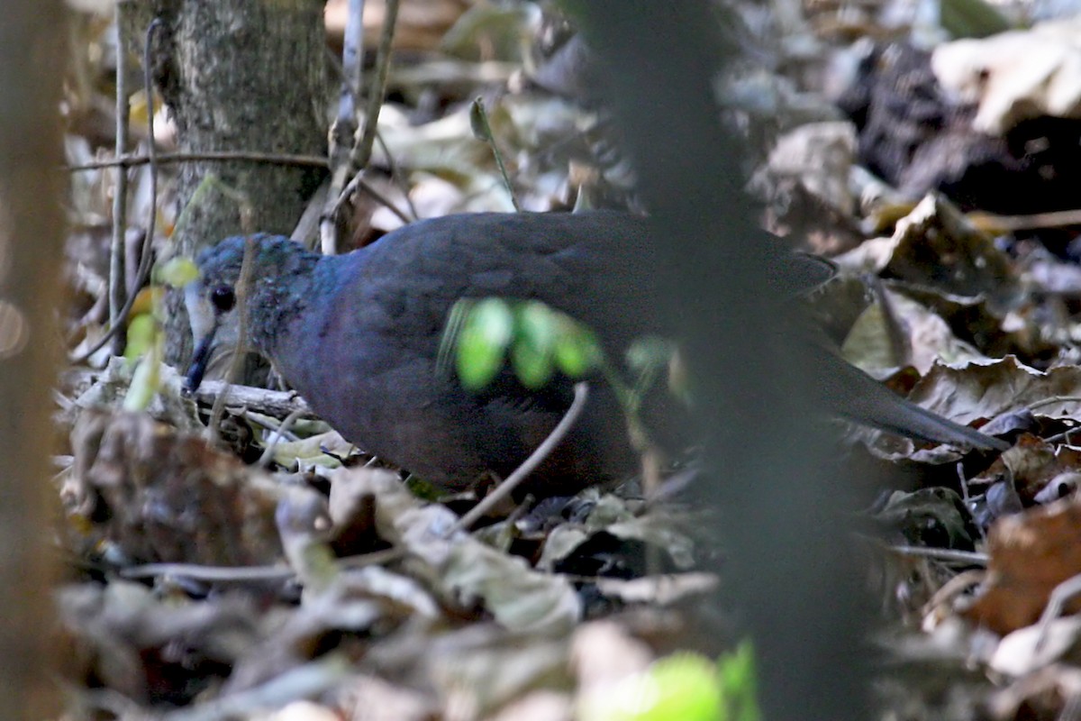Pigeon à masque blanc - ML639630045