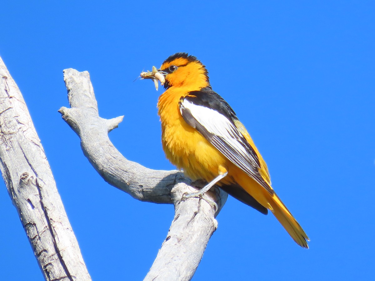 Bullock's Oriole - ML639630172