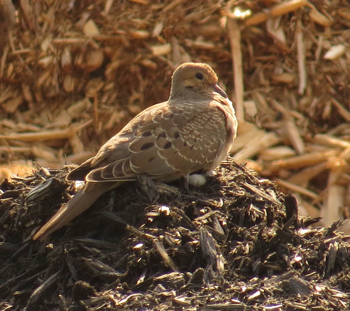 Mourning Dove - ML639630173
