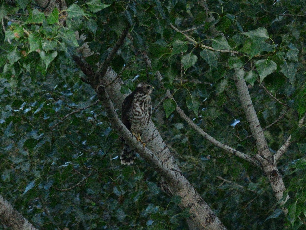 Levant Sparrowhawk - ML639630200