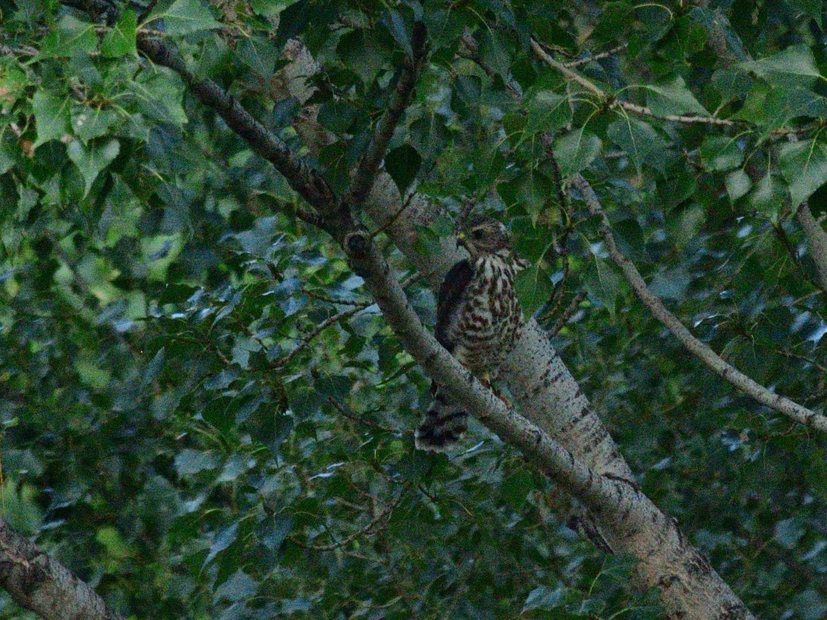 Levant Sparrowhawk - ML639630201