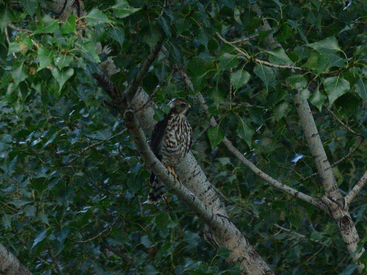 Levant Sparrowhawk - ML639630202