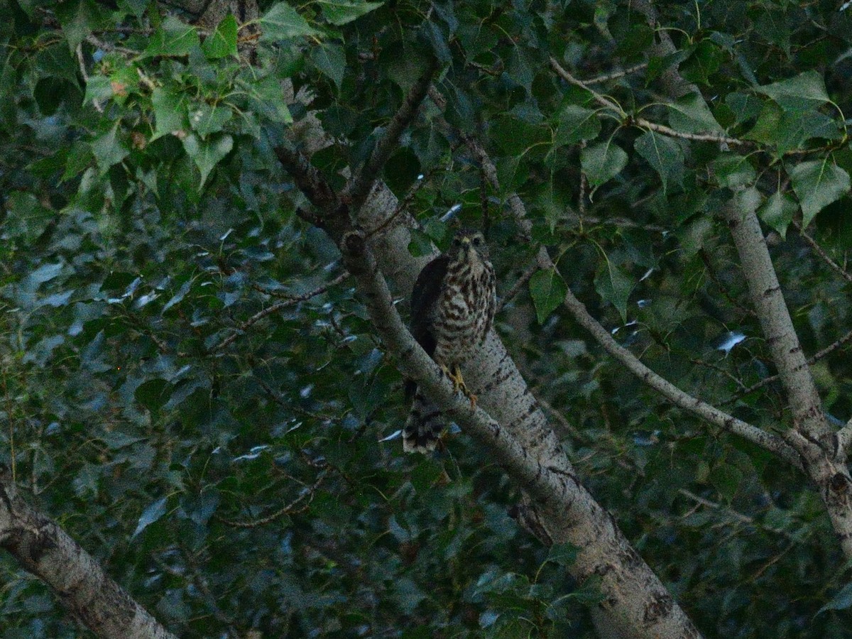 Levant Sparrowhawk - ML639630203