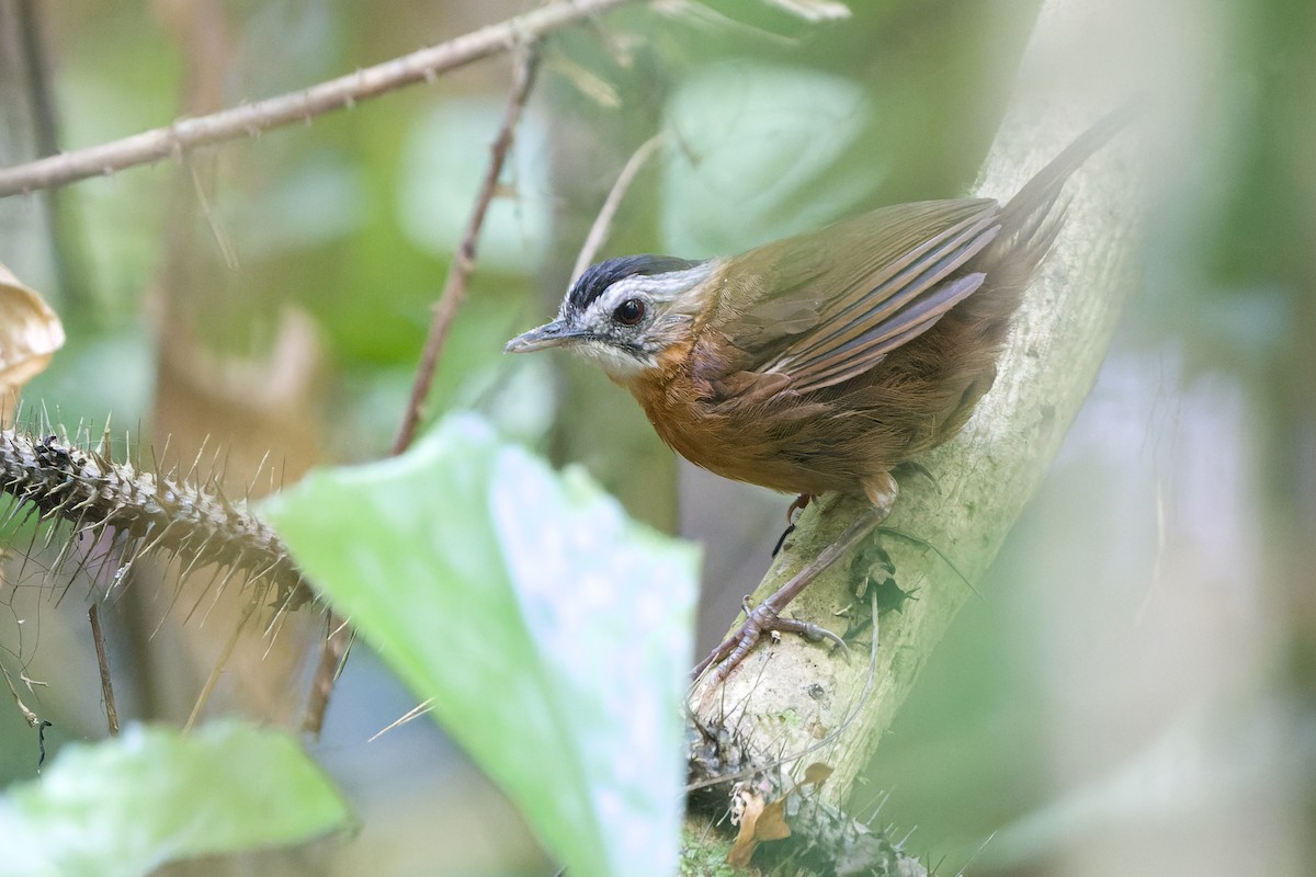 Malayan Black-capped Babbler - ML639630262