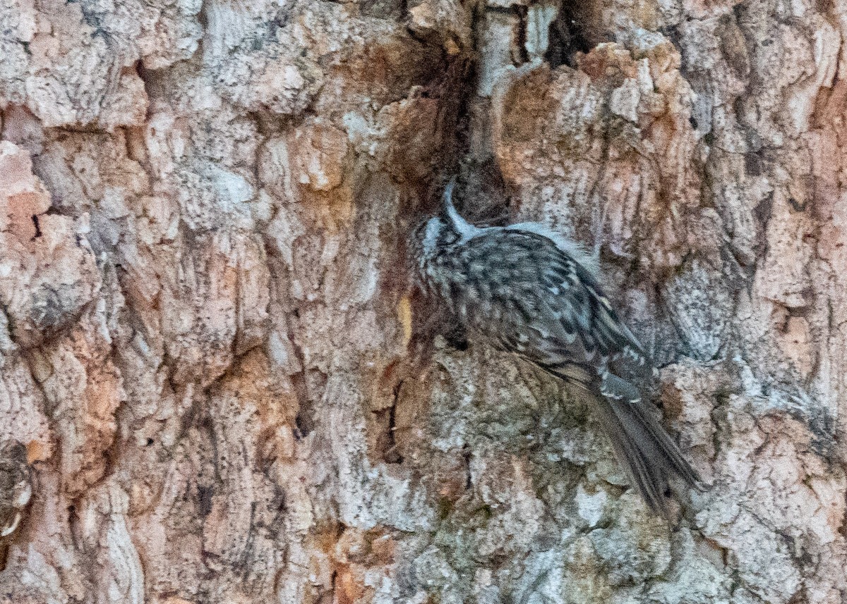 Brown Creeper - ML639630277