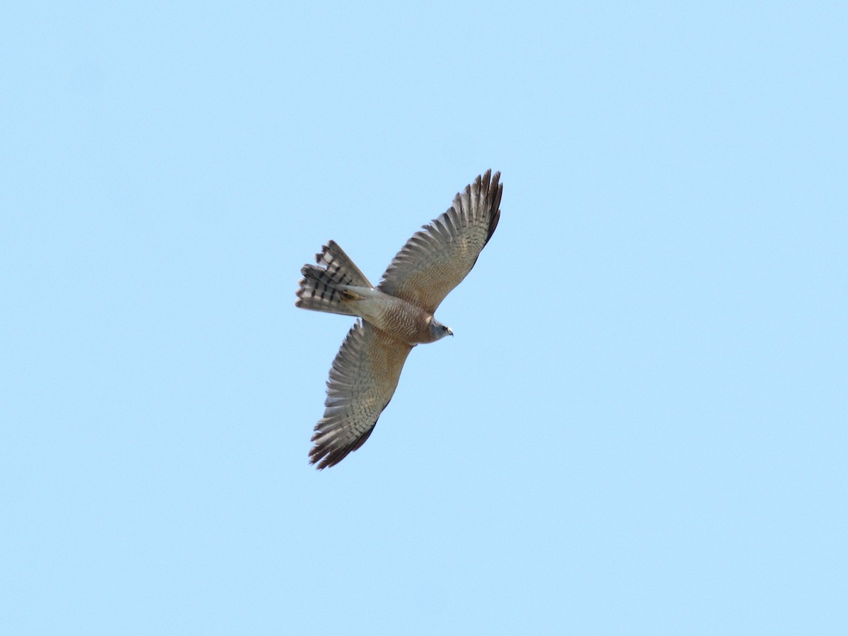 Levant Sparrowhawk - ML639630284
