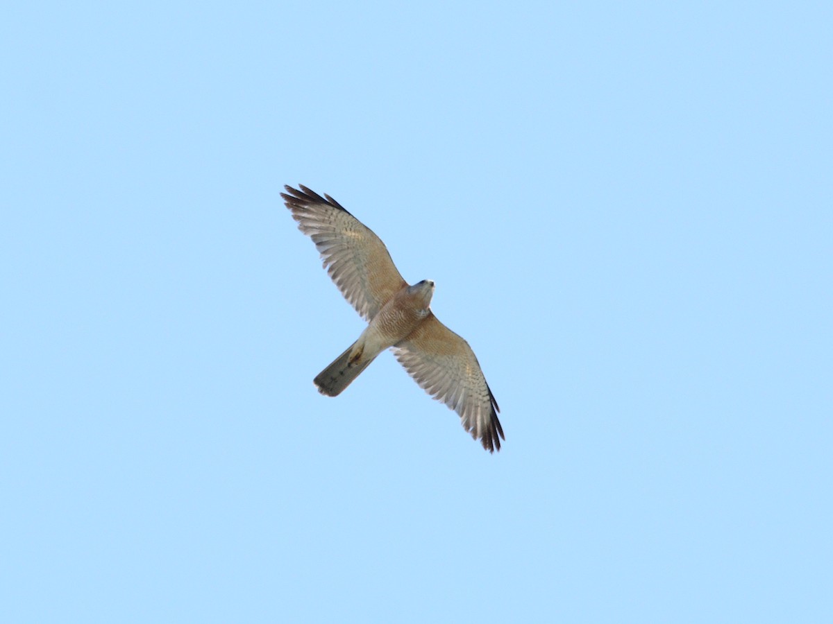 Levant Sparrowhawk - ML639630285