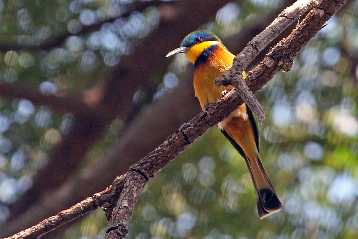 Ethiopian Bee-eater - ML639630338