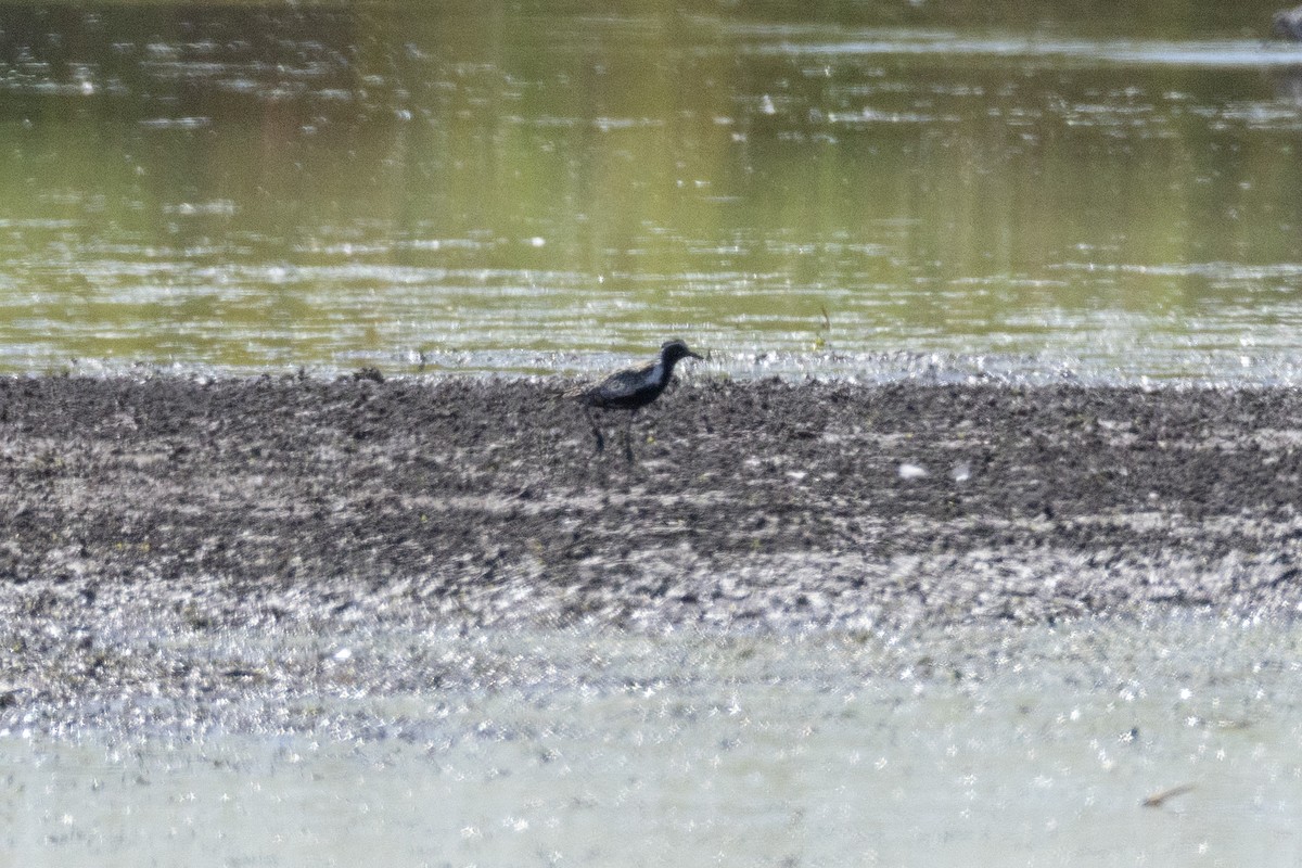 Pacific Golden-Plover - ML639630370