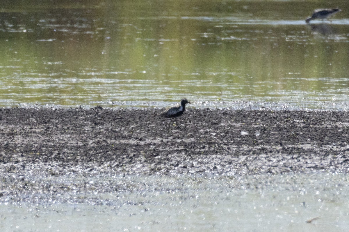 Pacific Golden-Plover - ML639630373