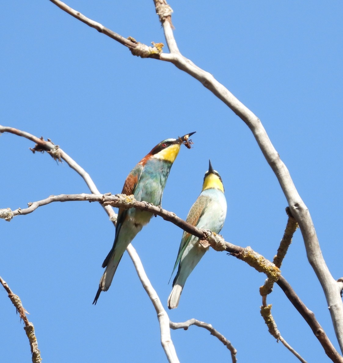 European Bee-eater - ML639630428