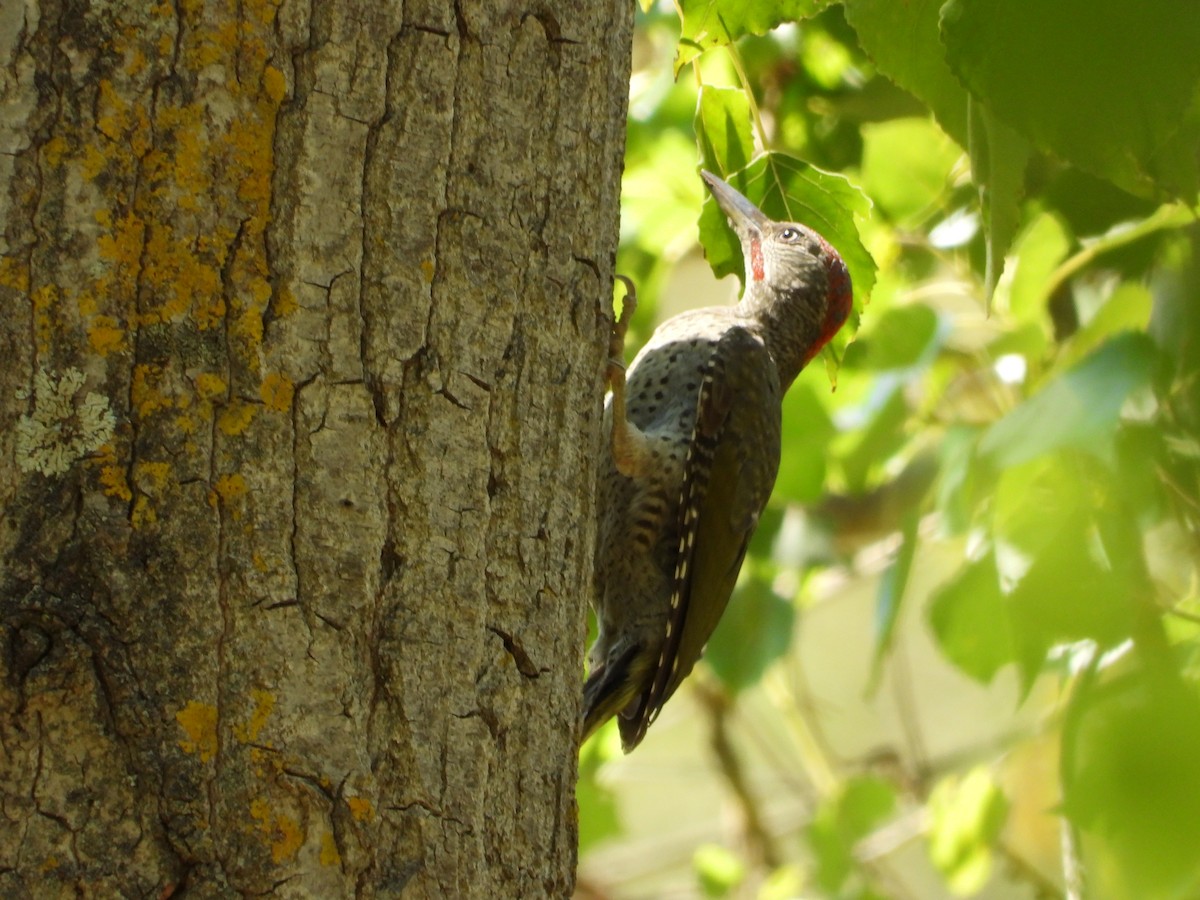 Iberian Green Woodpecker - ML639630438
