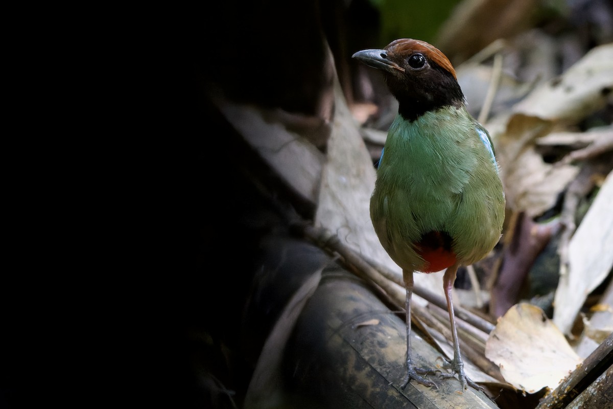 Western Hooded Pitta (Chestnut-crowned) - ML639630439