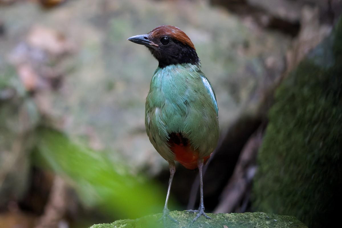 Western Hooded Pitta (Chestnut-crowned) - ML639630444