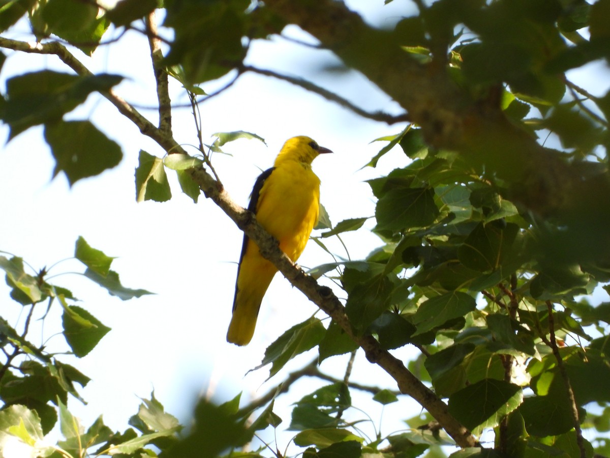 Eurasian Golden Oriole - ML639630447