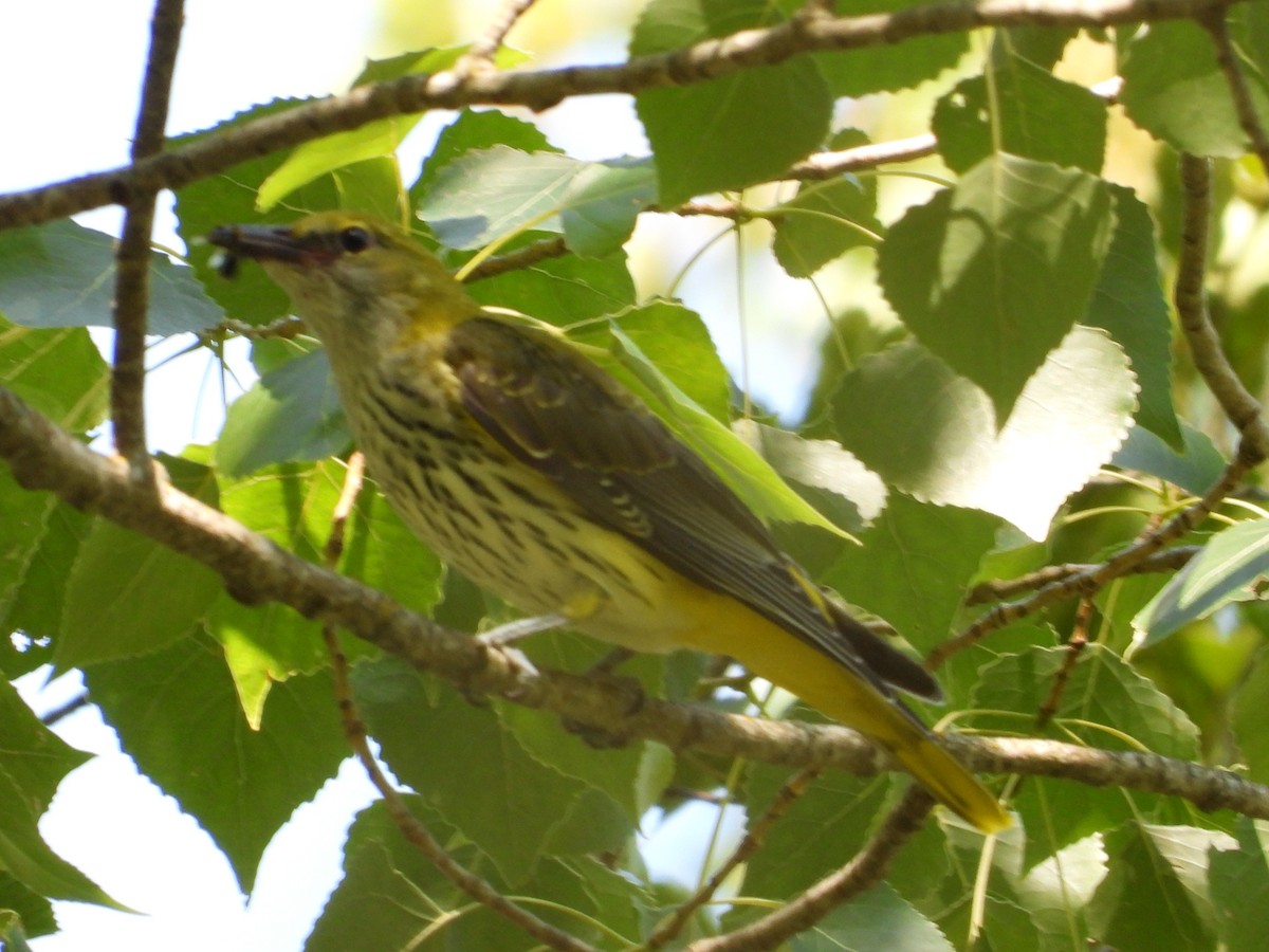 Eurasian Golden Oriole - ML639630449