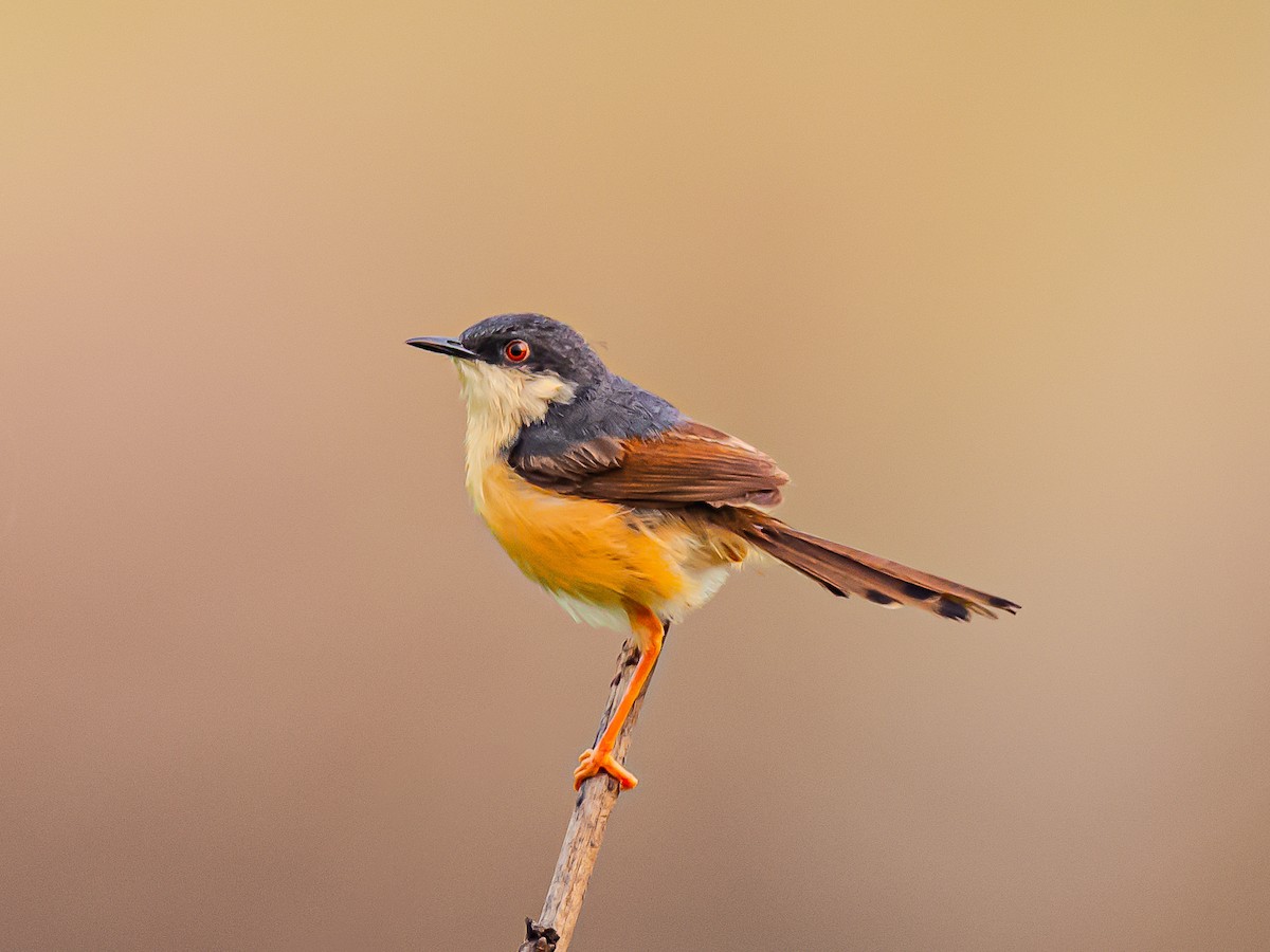 Ashy Prinia - ML639630503
