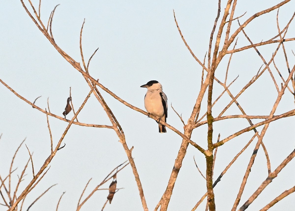 svartkronetityra - ML639630506