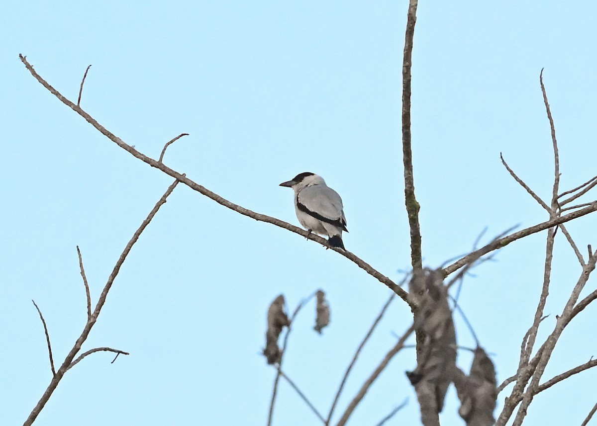 svartkronetityra - ML639630507