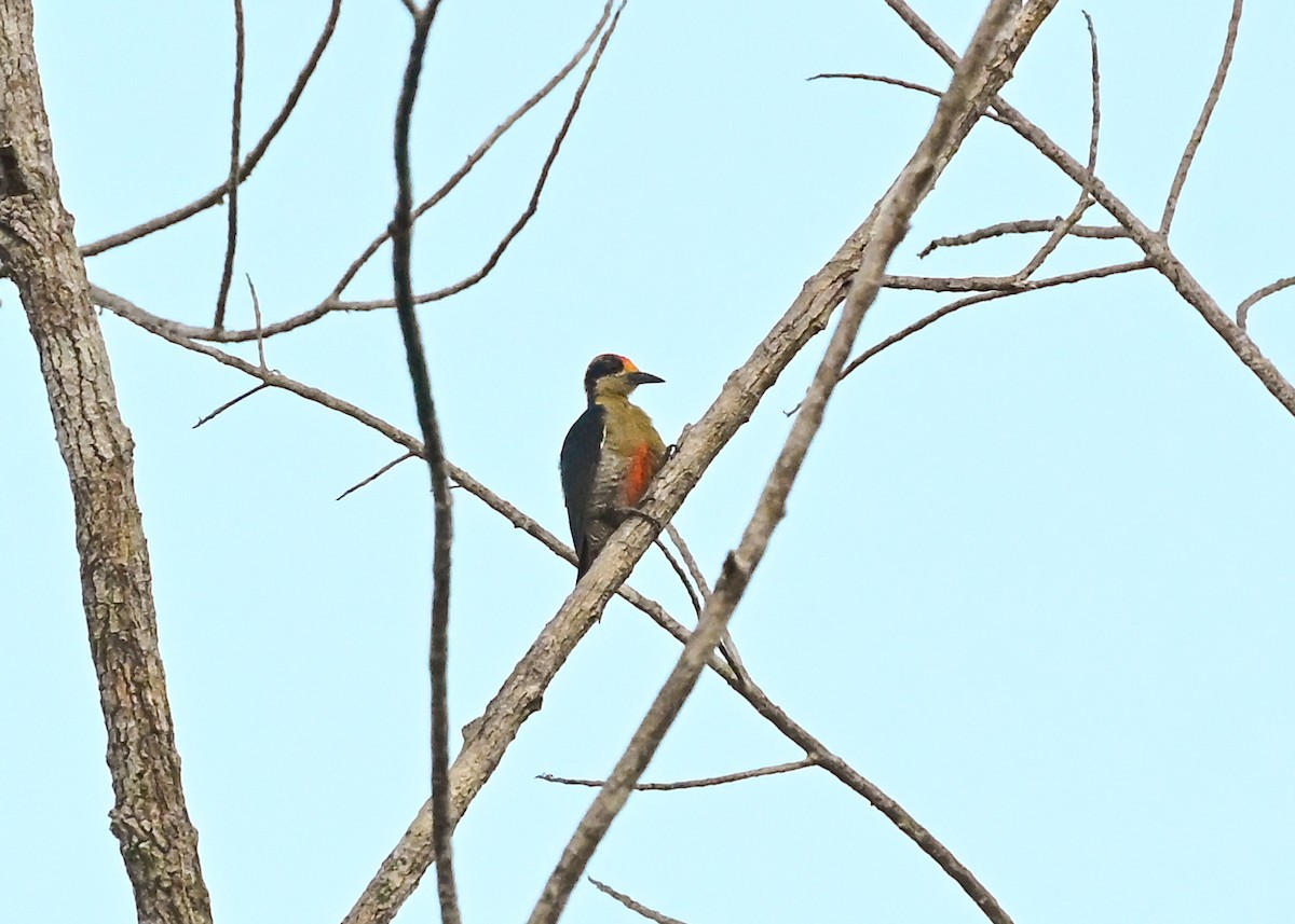 Golden-naped Woodpecker - ML639630514