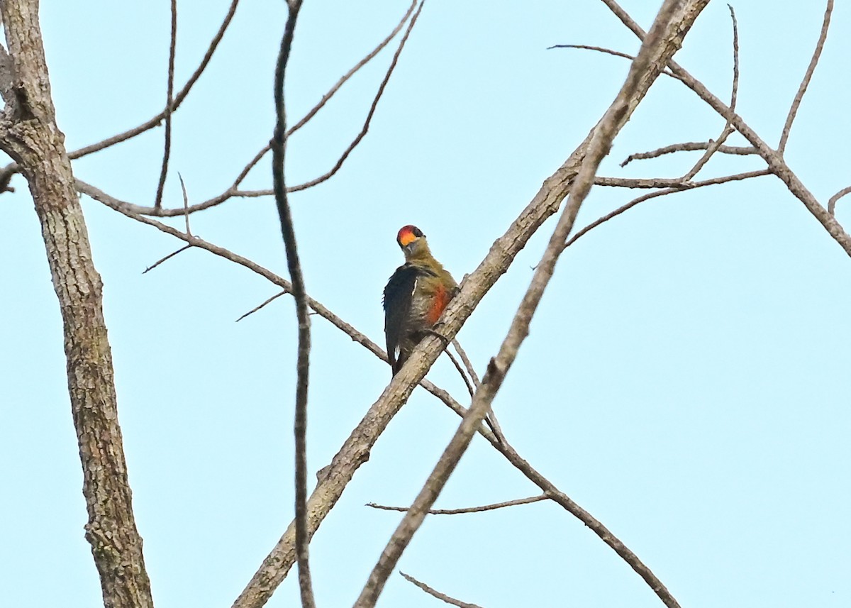 Golden-naped Woodpecker - ML639630515