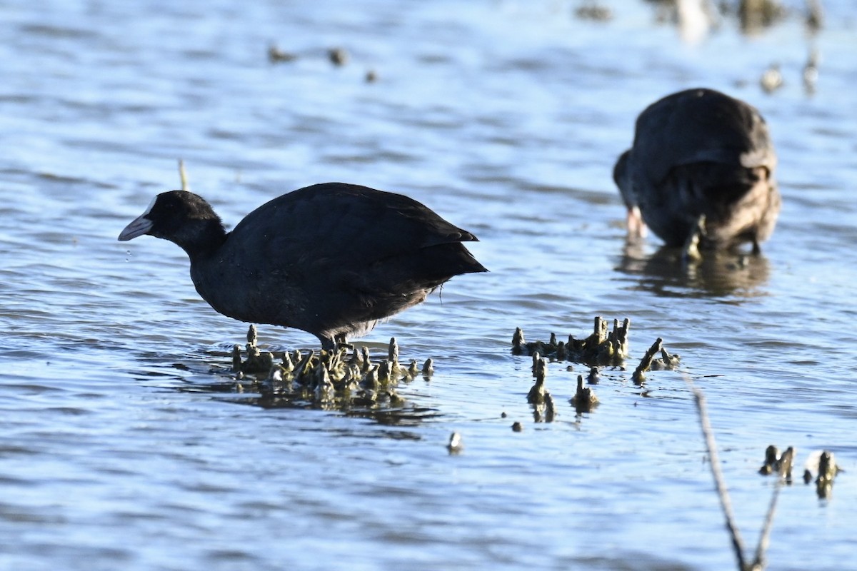 Eurasian Coot - ML639630637