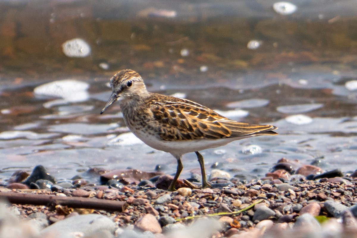 Least Sandpiper - ML639630705