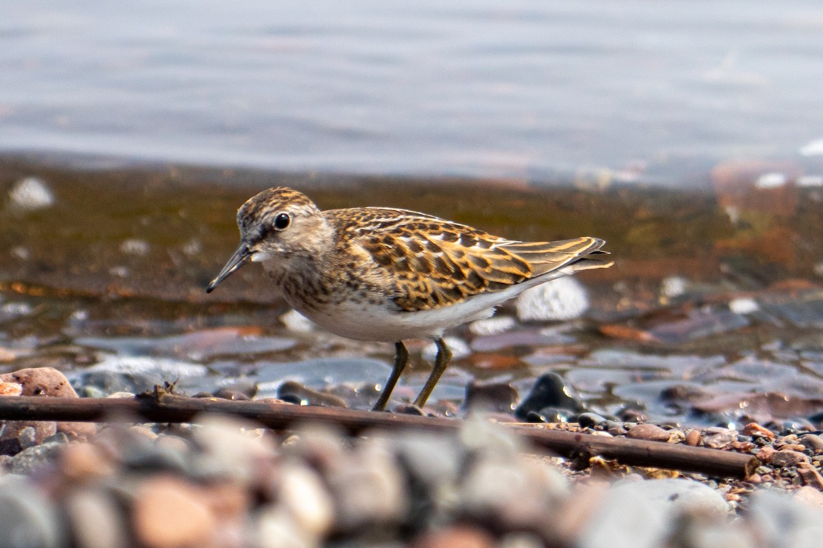 Least Sandpiper - ML639630707