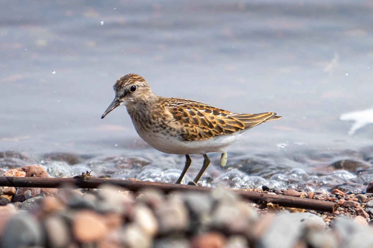 Least Sandpiper - ML639630712