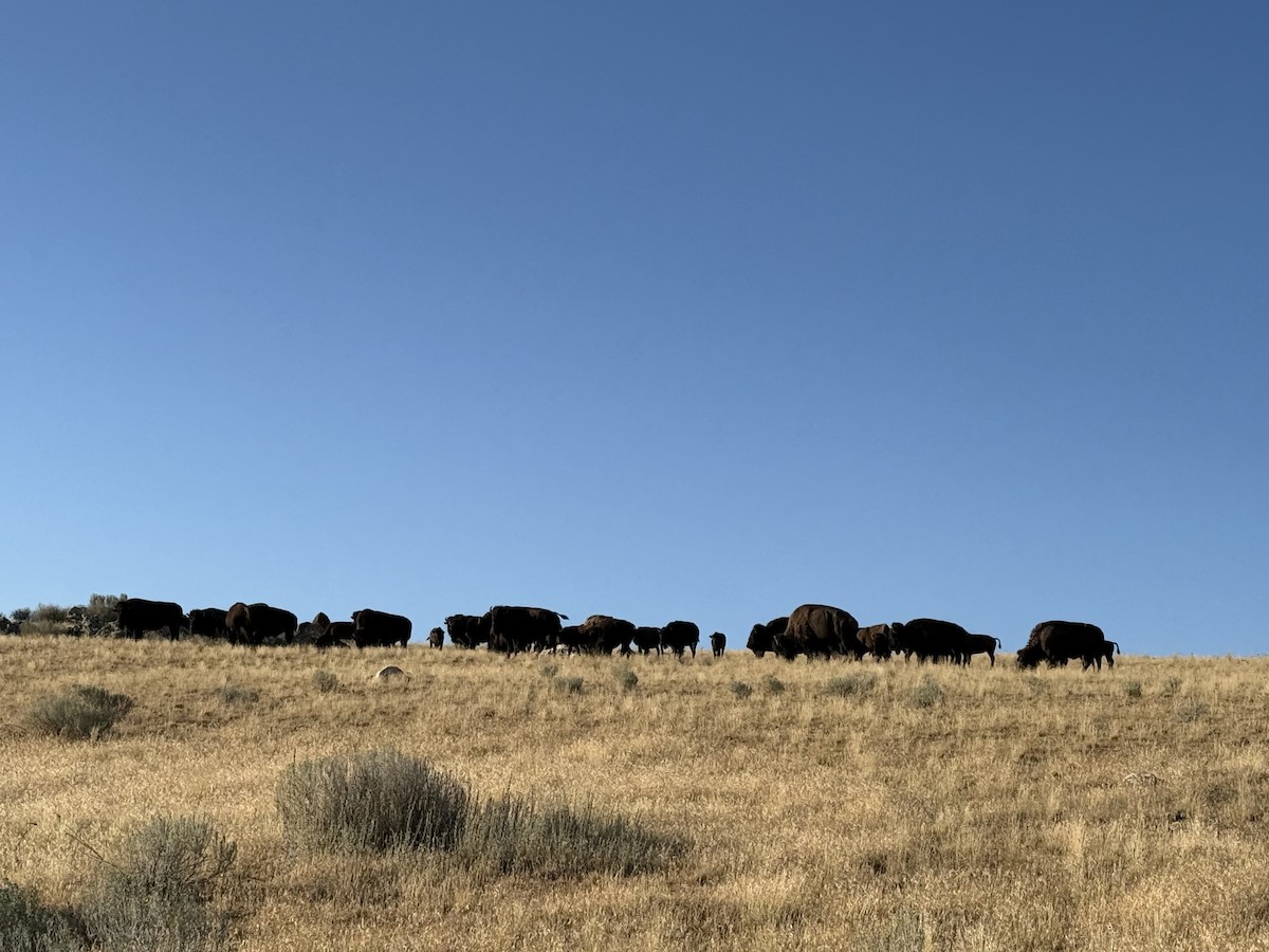 American Bison - ML639630745