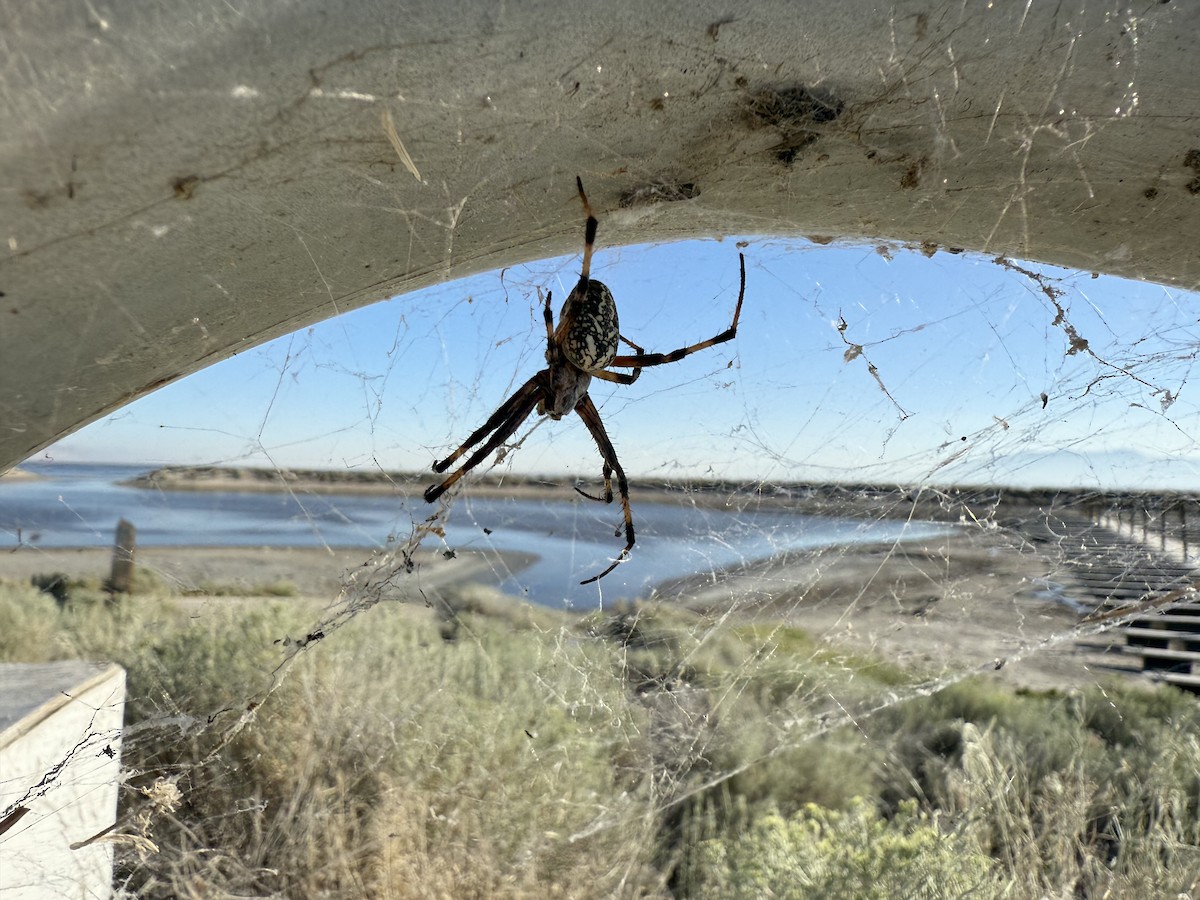 Western Spotted Orbweaver - ML639630746
