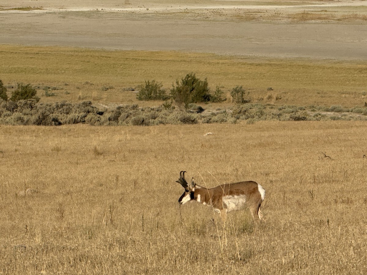 Pronghorn - ML639630747