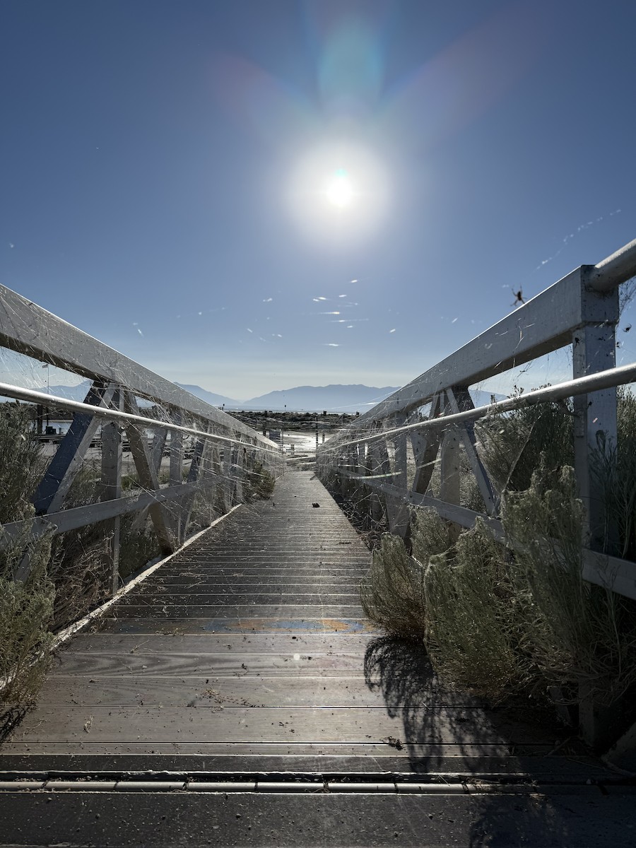 Western Spotted Orbweaver - ML639630748