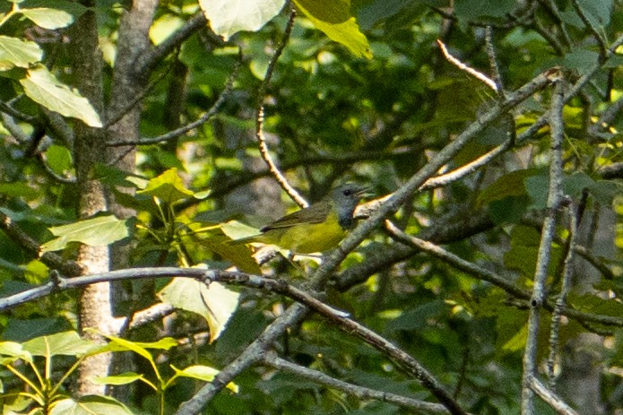 Mourning Warbler - ML639630749