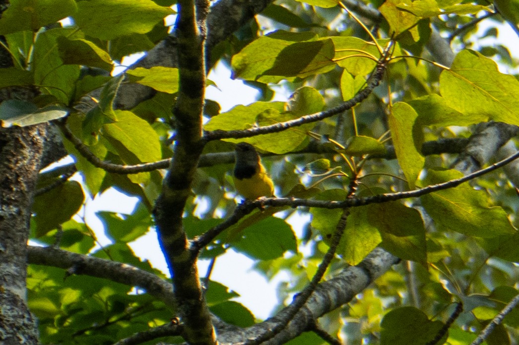 Mourning Warbler - ML639630750