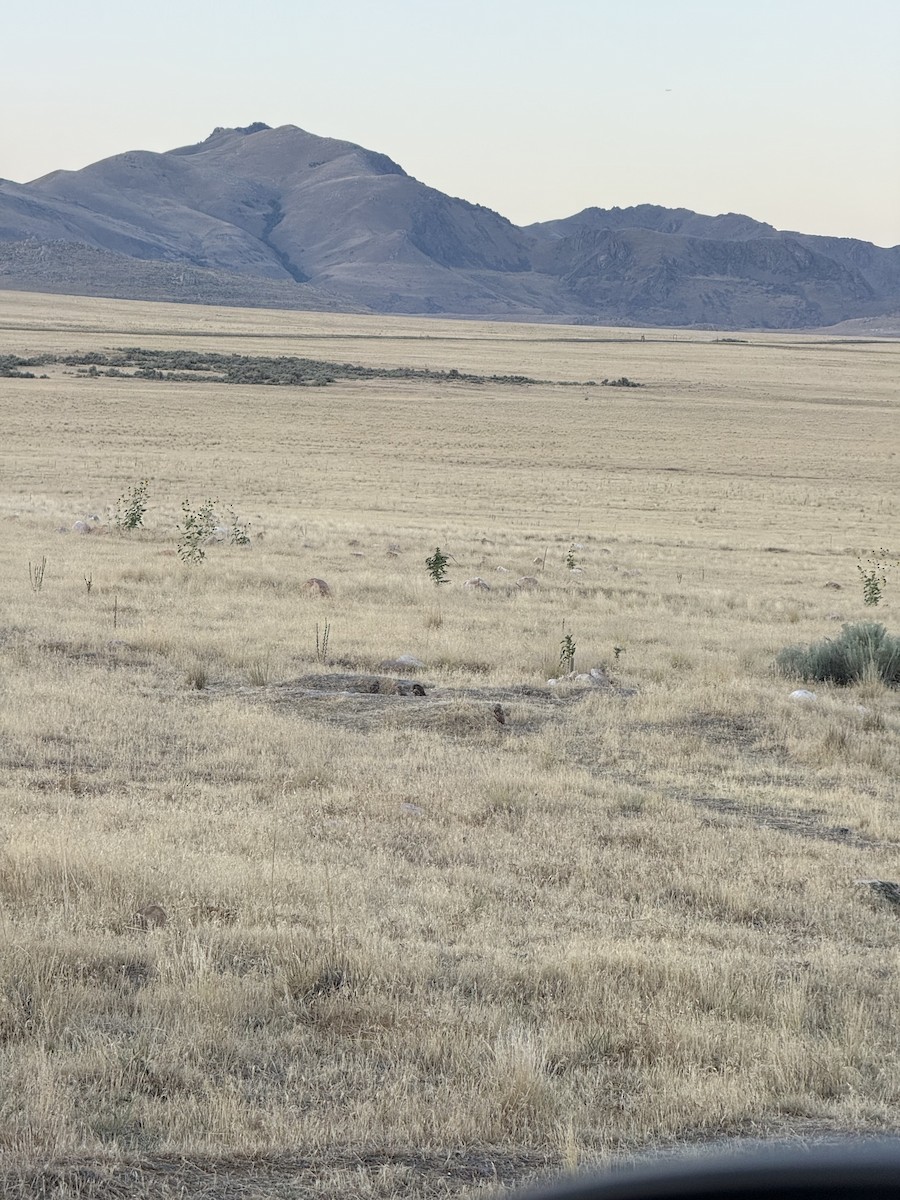 Burrowing Owl - ML639630764