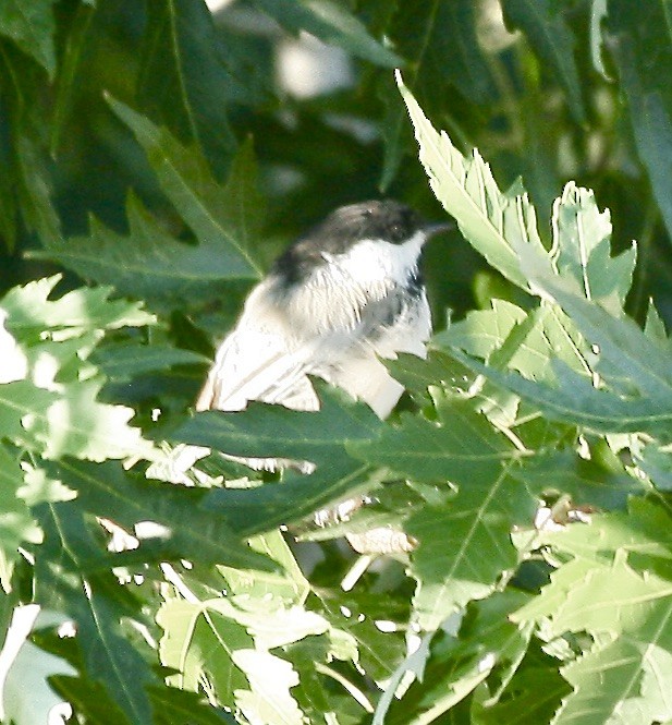 Черношапочная гаичка - ML639630823