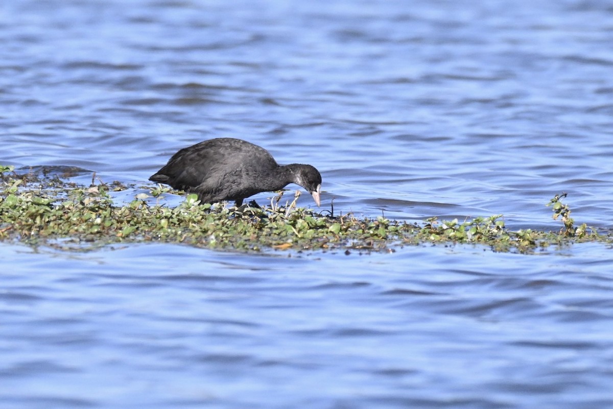Eurasian Coot - ML639630875
