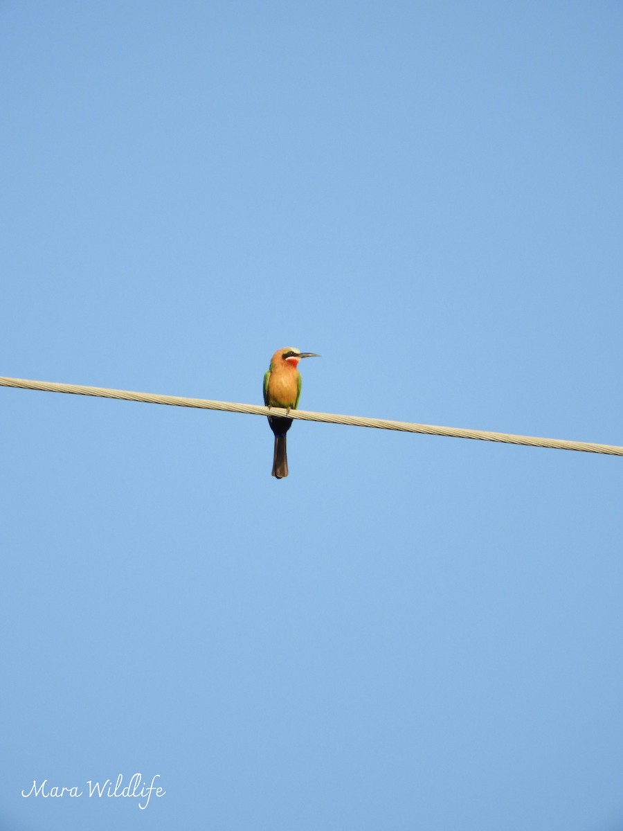White-fronted Bee-eater - ML639630965