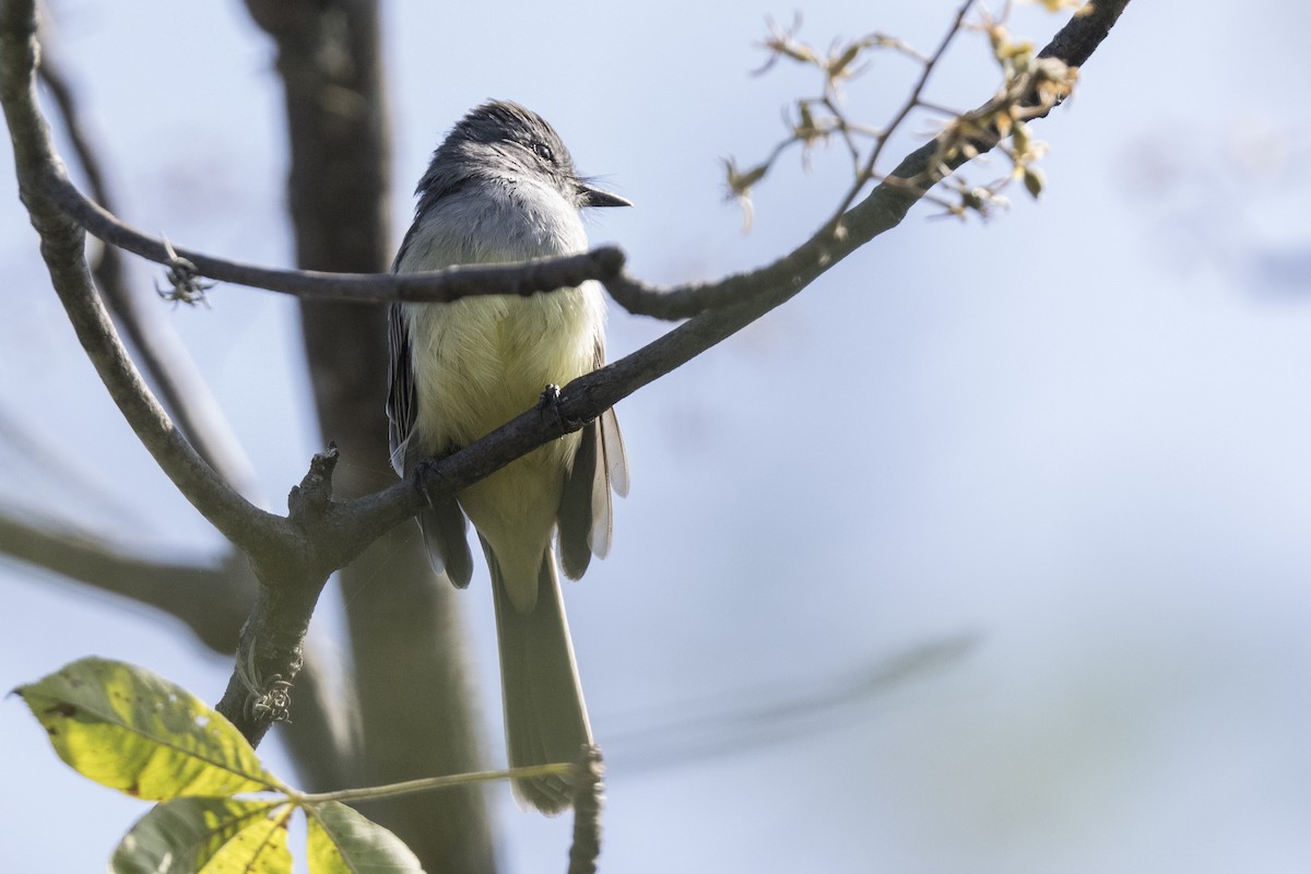 Sooty-crowned Flycatcher - ML639631041