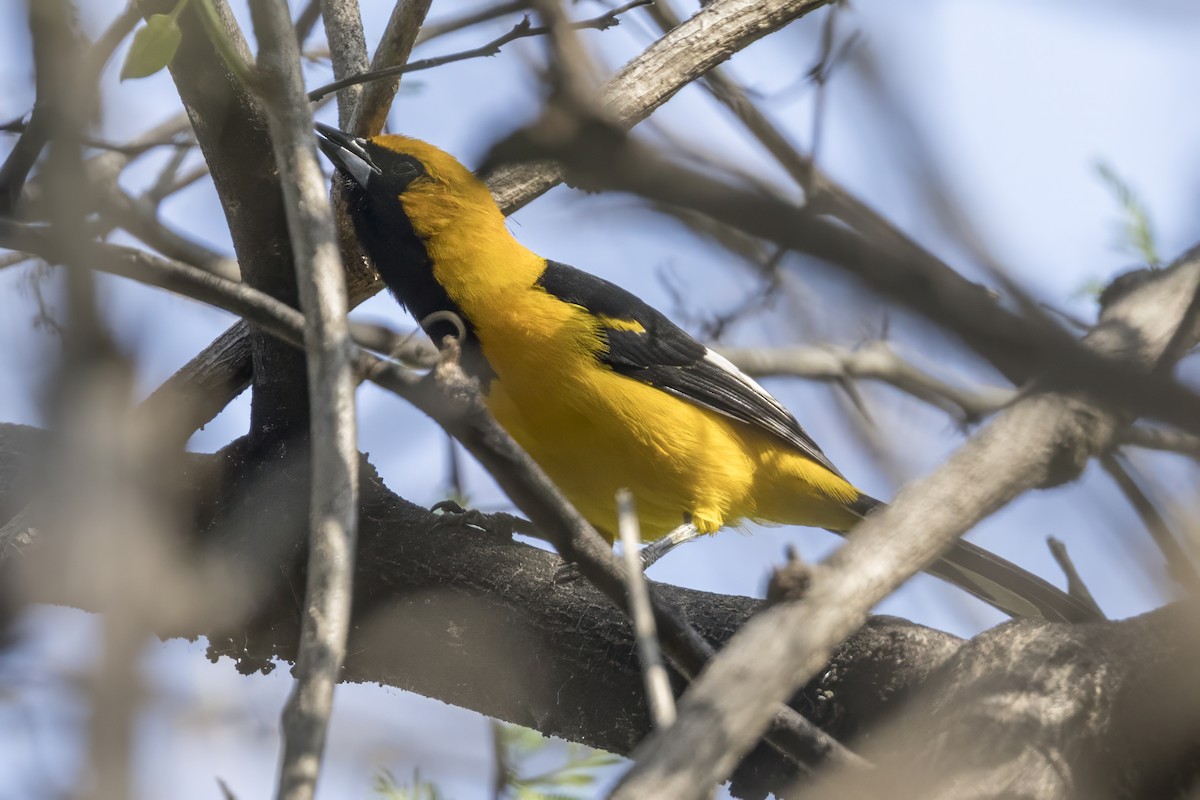 White-edged Oriole - ML639631049