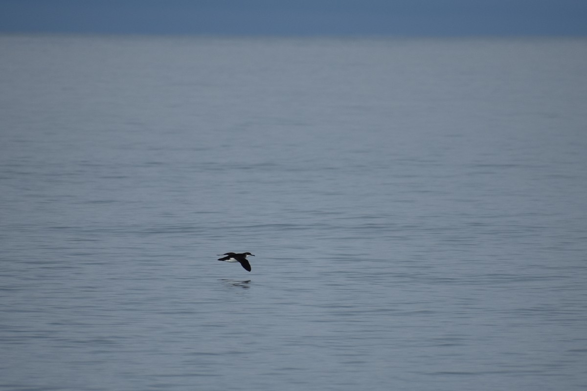 Manx Shearwater - ML639631092