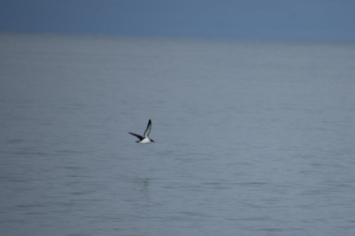 Manx Shearwater - ML639631102