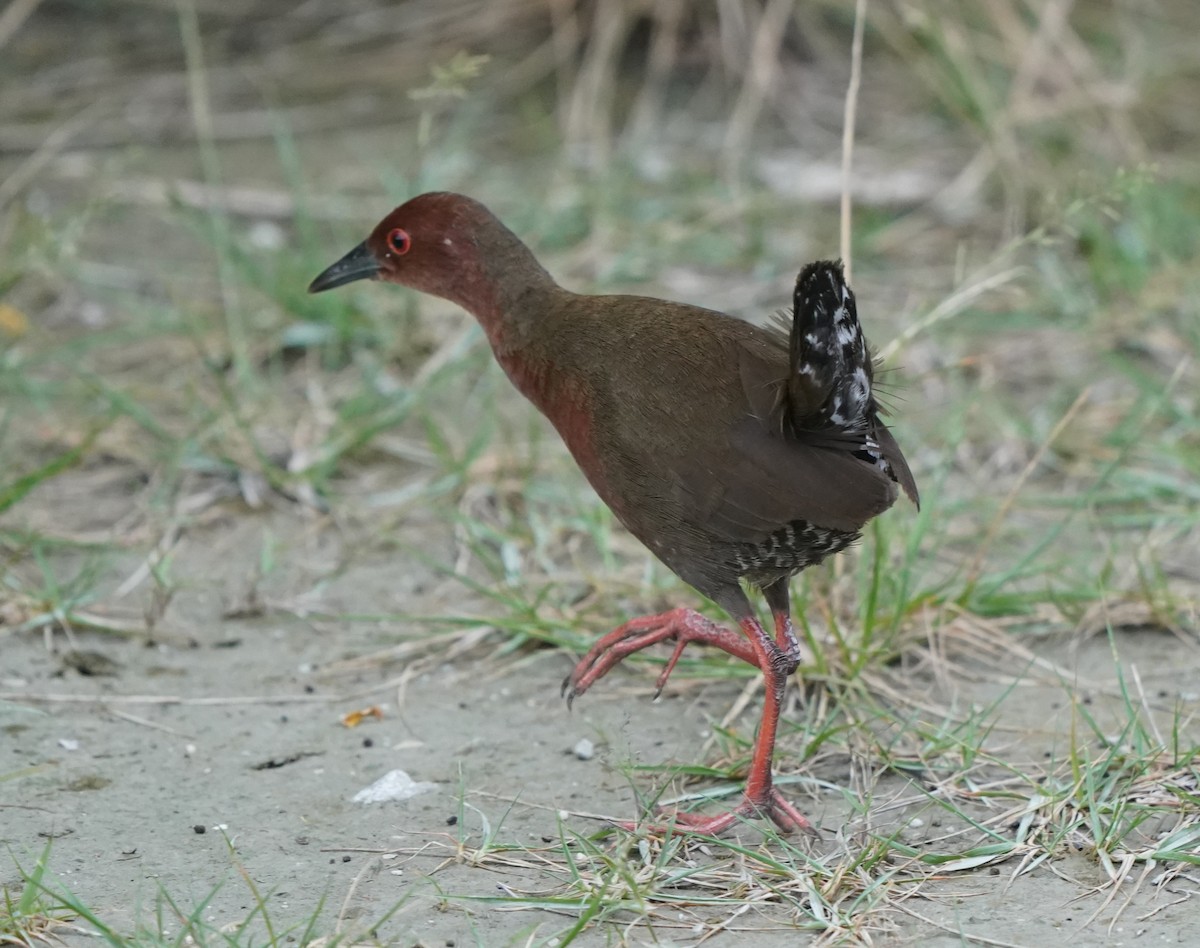 Ruddy-breasted Crake - ML639631268