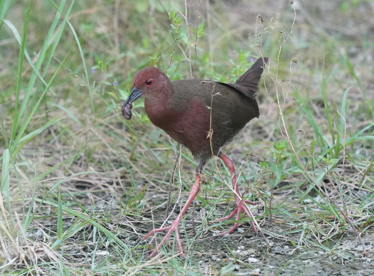 Ruddy-breasted Crake - ML639631269