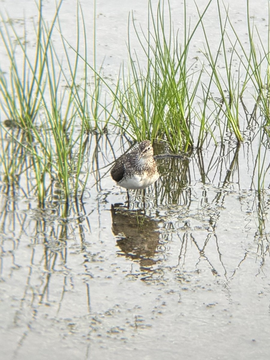 Solitary Sandpiper - ML639631352