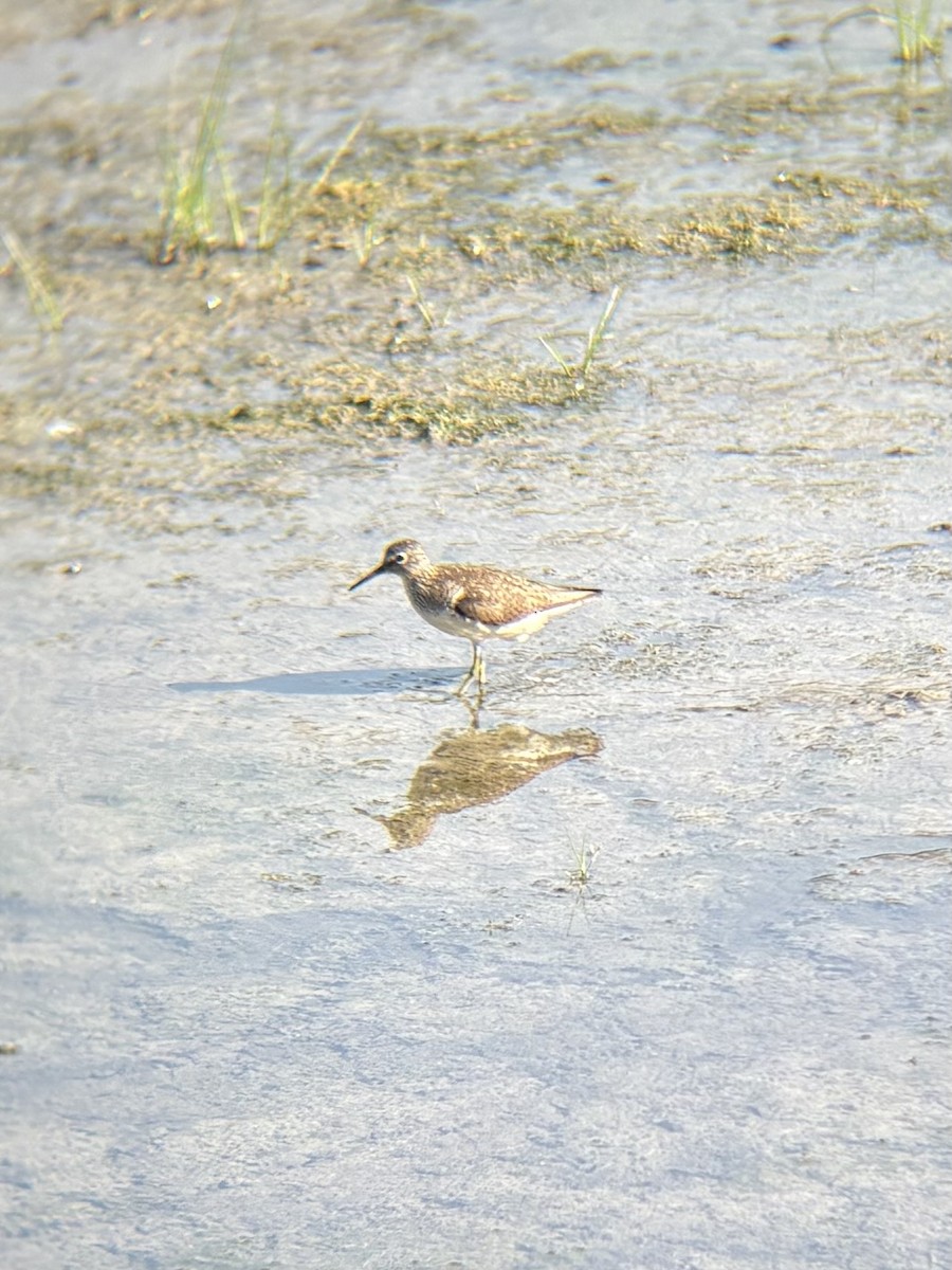 Solitary Sandpiper - ML639631353