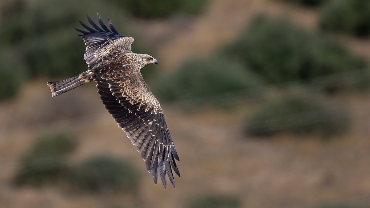 Black Kite - ML639631474