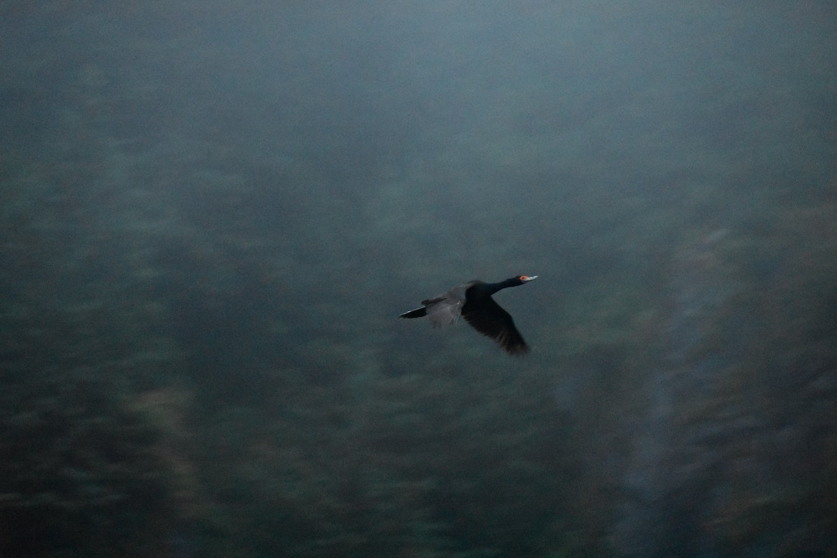 Red-faced Cormorant - ML639631477